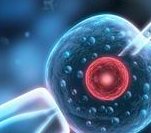 不排卵的女性能做试管婴儿吗？谁适合试管婴儿